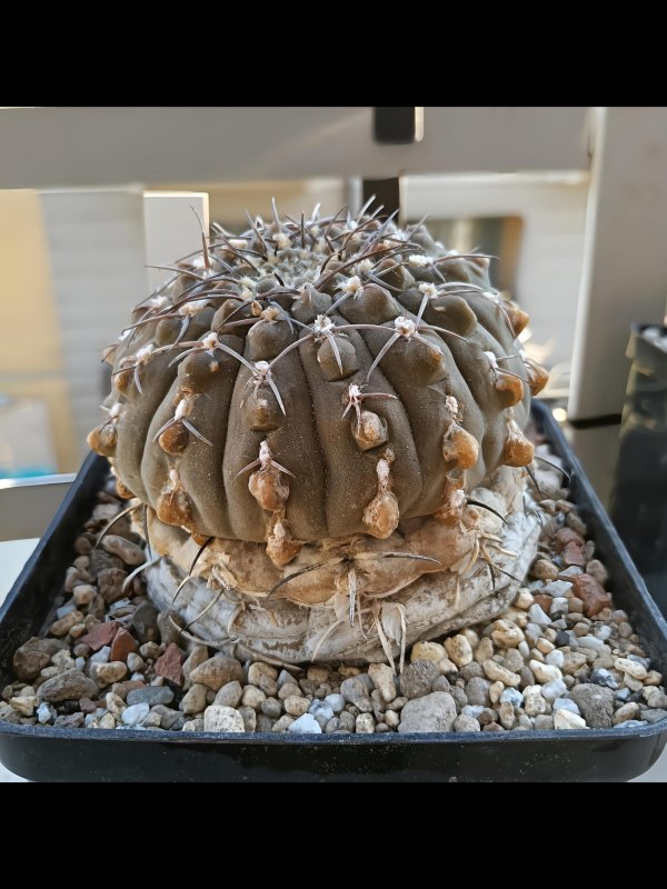gymnocalycium bodenbenderianum v.sanjuanense