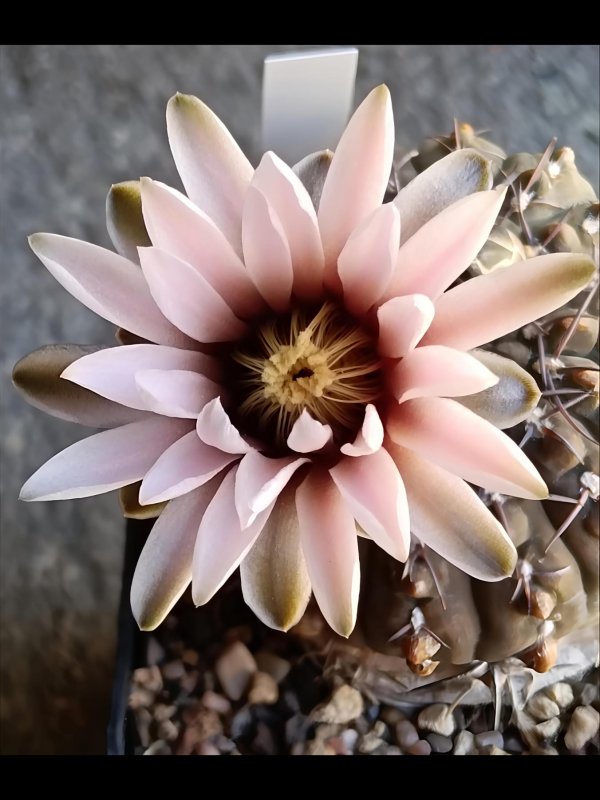 Gymnocalycium bodenbenderianum v. sanjuanense 