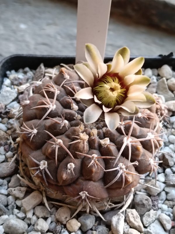gymnocalycium bodenbenderianum f. guthianum
