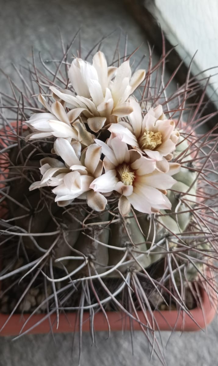 Gymnocalycium bozsingianum 
