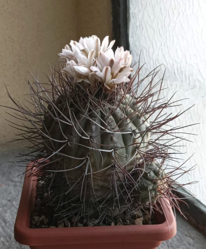 Gymnocalycium bozsingianum 