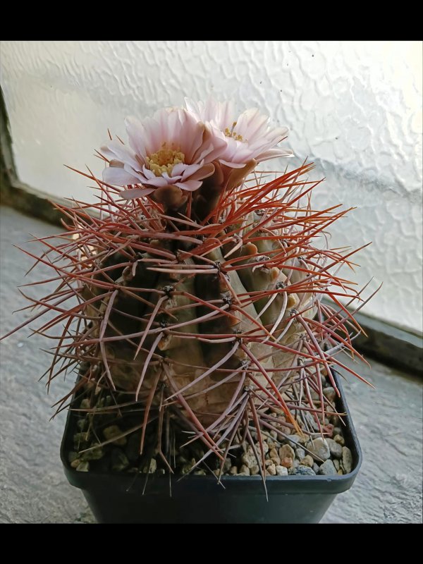 gymnocalycium bozsingianum