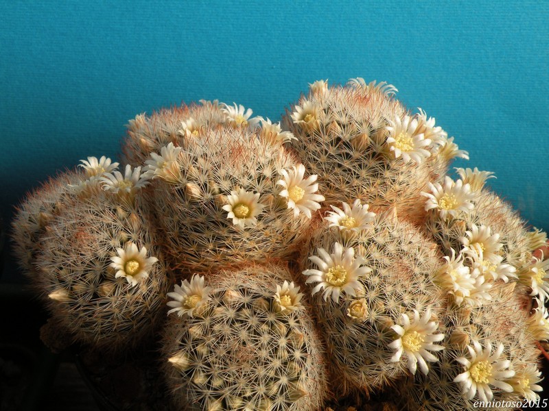 Mammillaria brachytrichion 