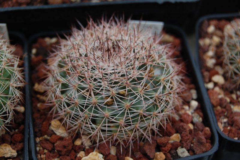 Mammillaria brandegeei ssp. gabbii 