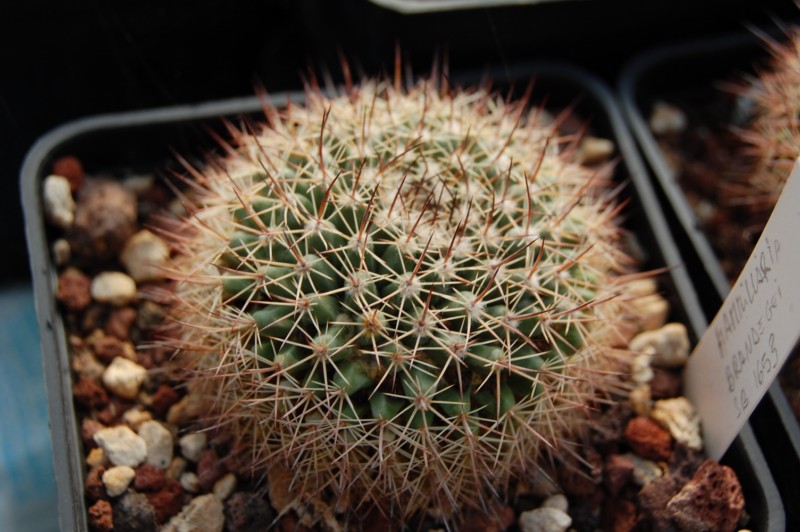 Mammillaria brandegeei SB 1653