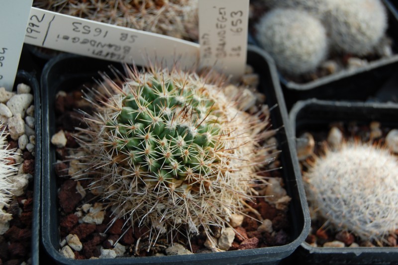 Mammillaria brandegeei SB 1653