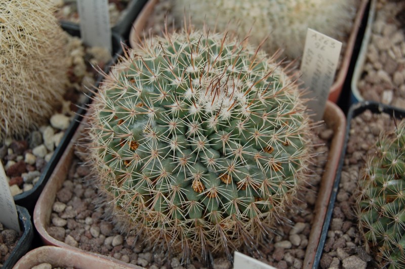 Mammillaria brandegeei ssp. glareosa 