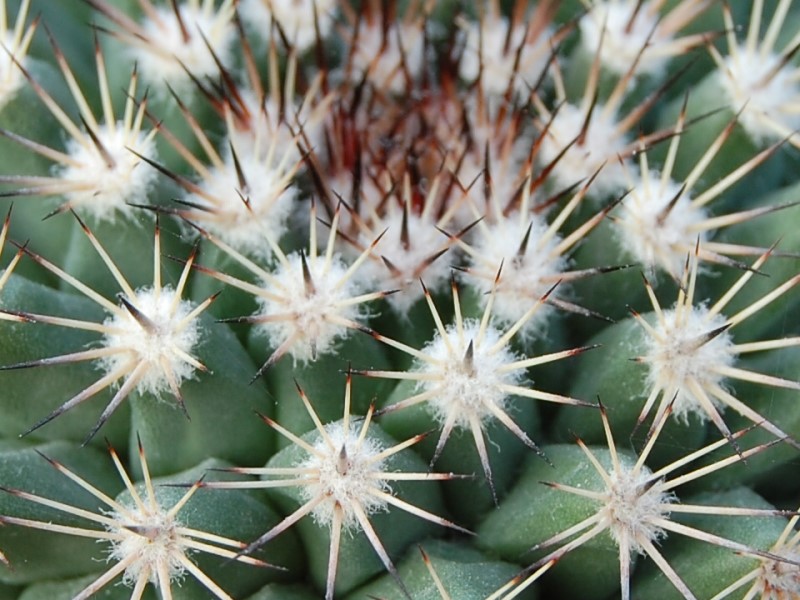 Mammillaria brandegeei ssp. gabbii 