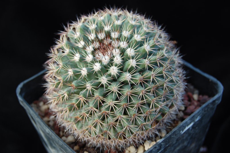 Mammillaria brandegeei ssp. gabbii 