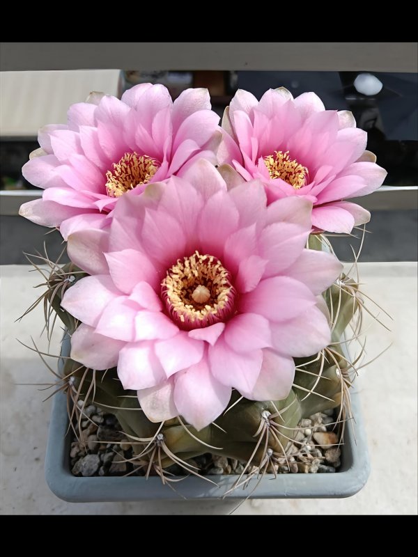 Gymnocalycium buenekeri x horstii 