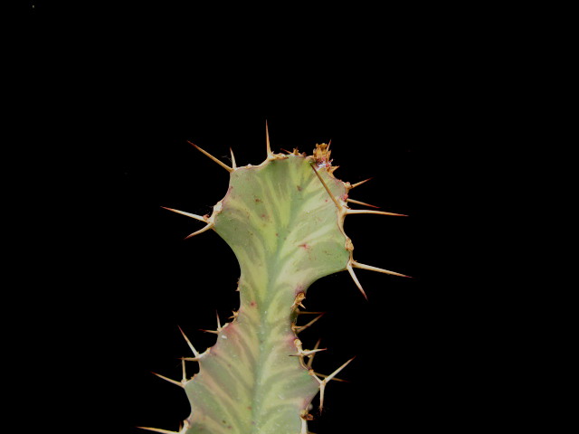 Euphorbia buruana 