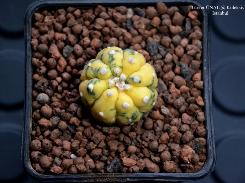 Astrophytum asterias f. variegatum cv. fukuryu 