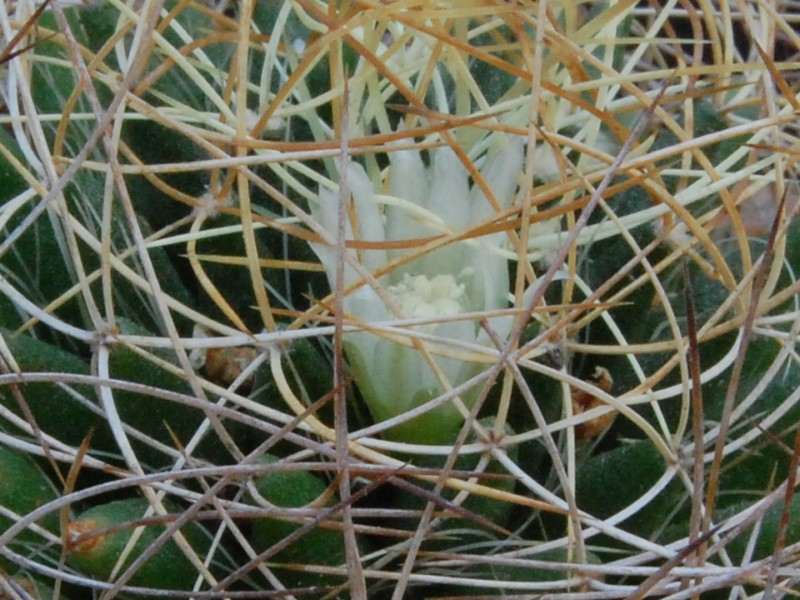 Mammillaria decipiens ssp. camptotricha 