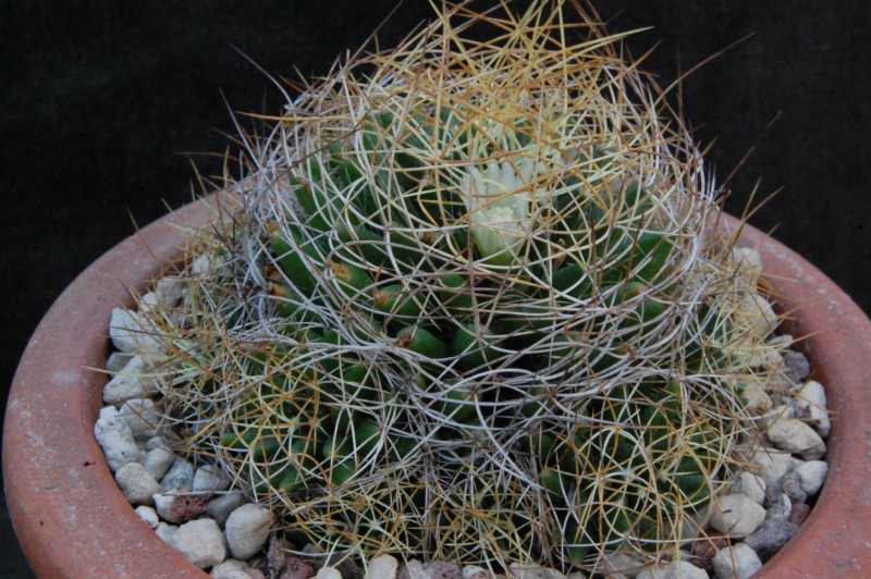 Mammillaria decipiens ssp. camptotricha 