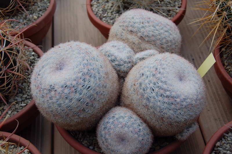 Mammillaria candida v. caespitosa SB 326