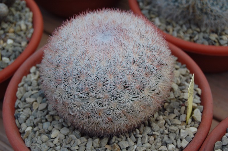 Mammillaria candida SB 280