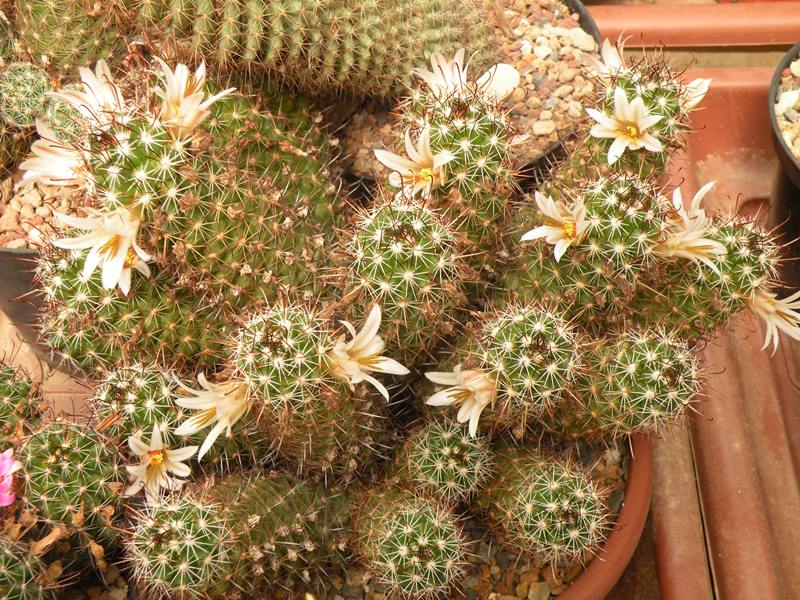 Mammillaria capensis v. pallida 