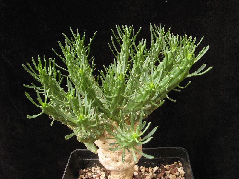 Euphorbia caput-medusae 