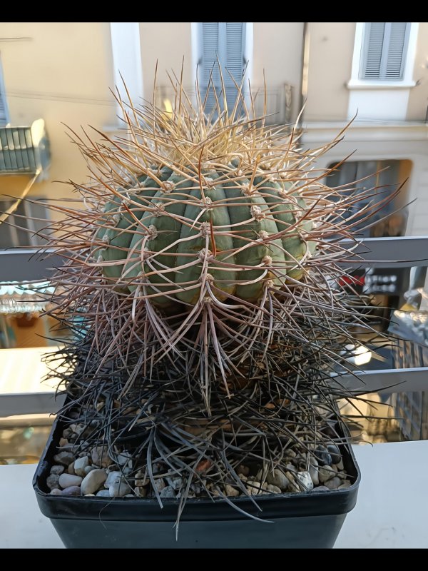 Gymnocalycium cardenasianum sto 1600.1995