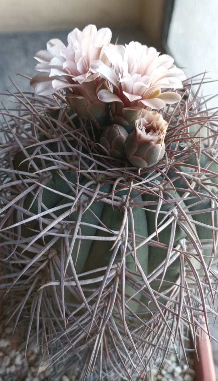 Gymnocalycium cardenasianum 