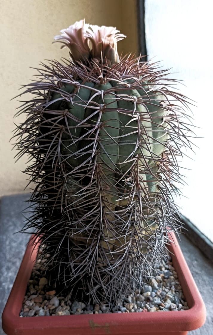 Gymnocalycium cardenasianum 