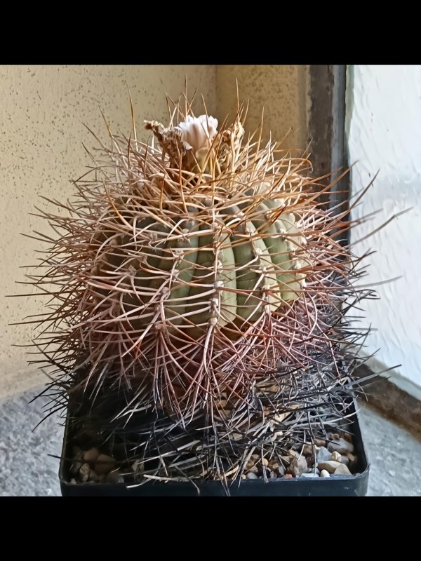 gymnocalycium cardenasianum
