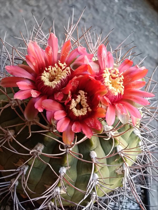 Gymnocalycium carminanthum 