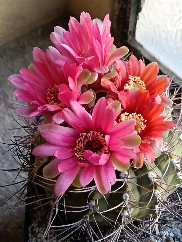 Gymnocalycium carminanthum 
