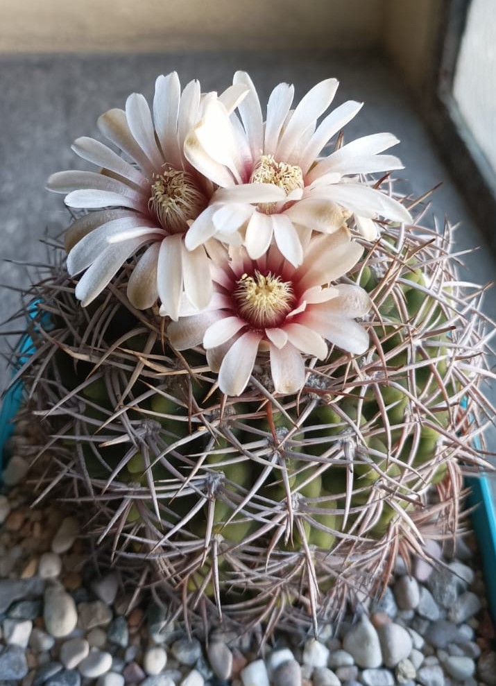 Gymnocalycium castellanosii ssp. ferocius ht 503