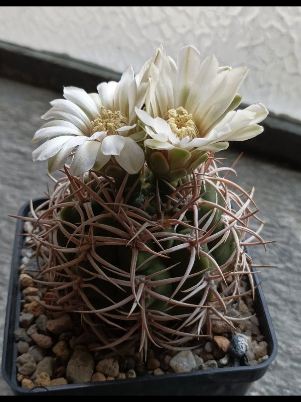 Gymnocalycium castellanosii ssp. ferocius mt 08-412