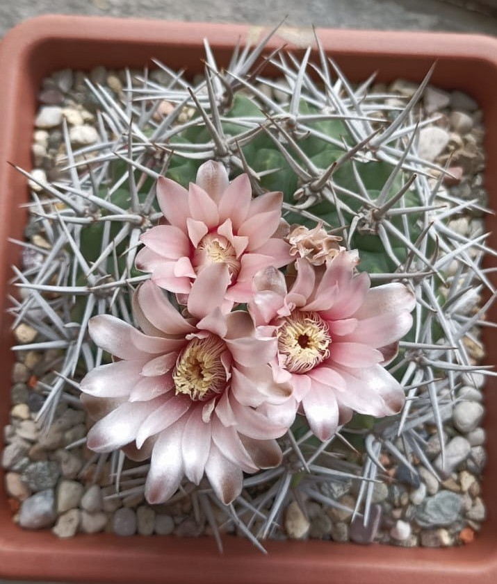 Gymnocalycium castellanosii ssp. ferocius 