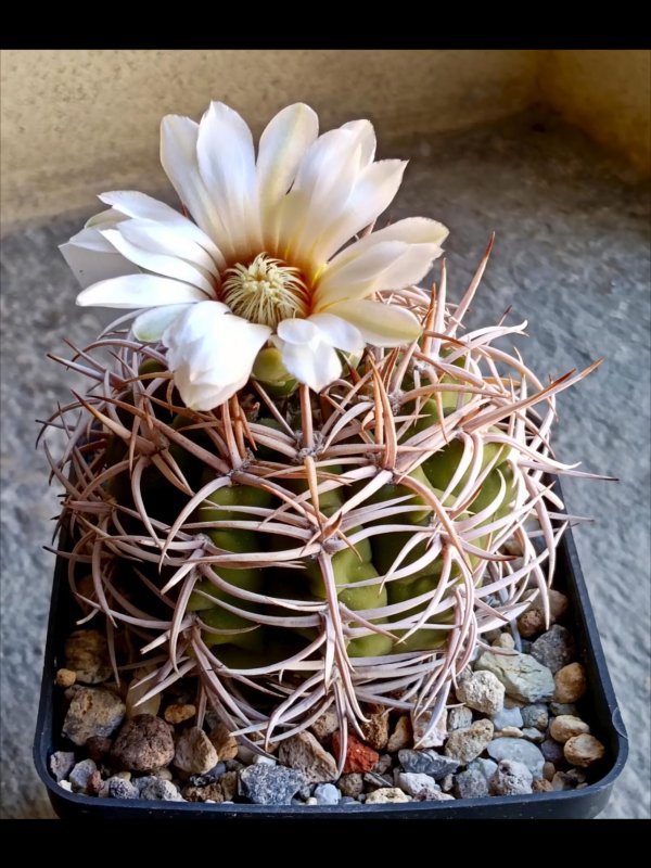 gymnocalycium castellanosii ssp. ferocius