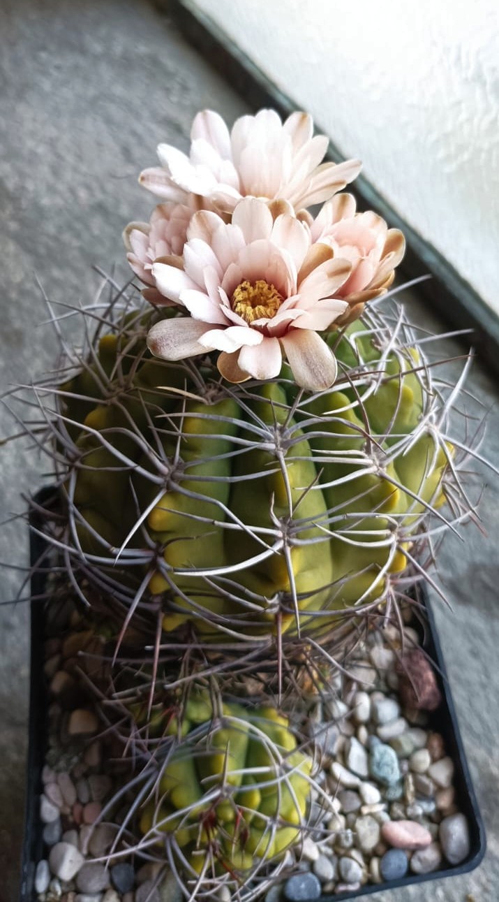 Gymnocalycium catamarcense 