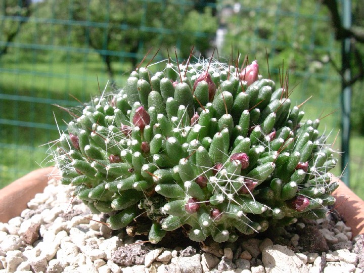 Mammillaria crinita f. monstruosa cv. caterpincy 