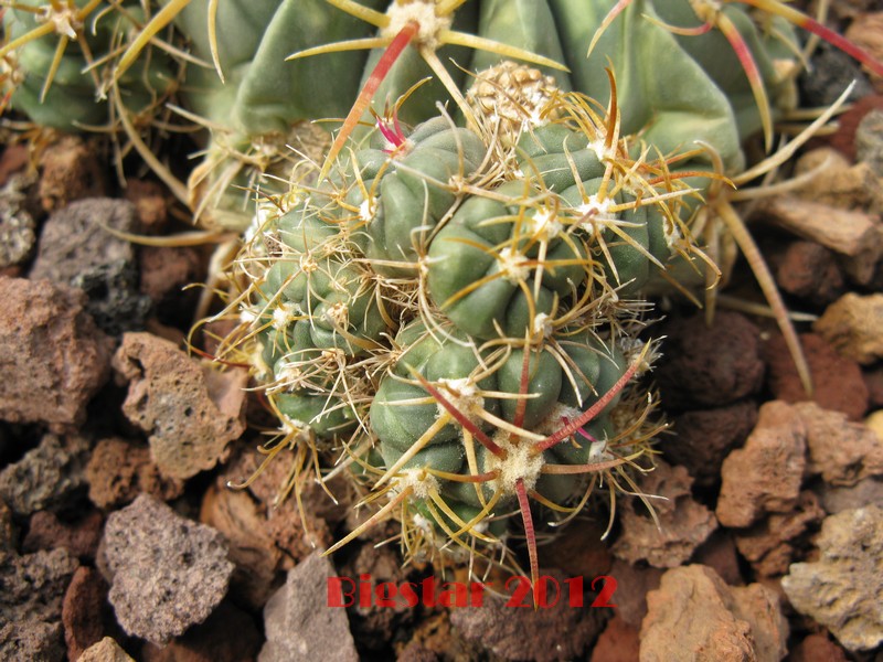 Ferocactus macrodiscus f. monstruosus 