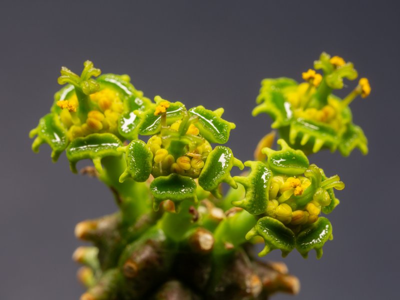 euphorbia multiceps