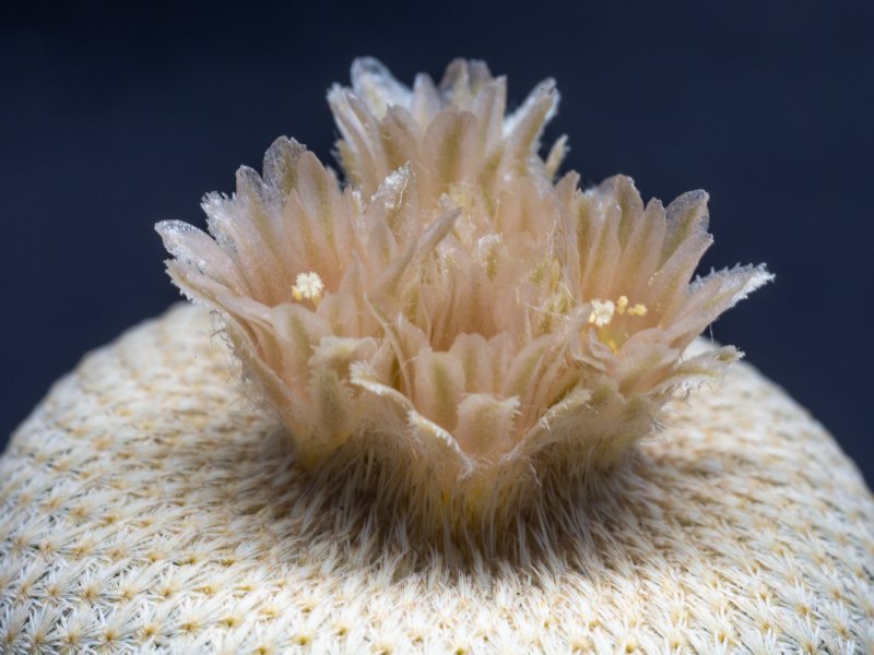 epithelantha bokei