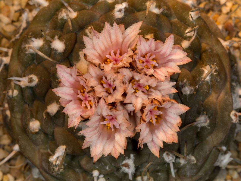 Turbinicarpus jauernigii 