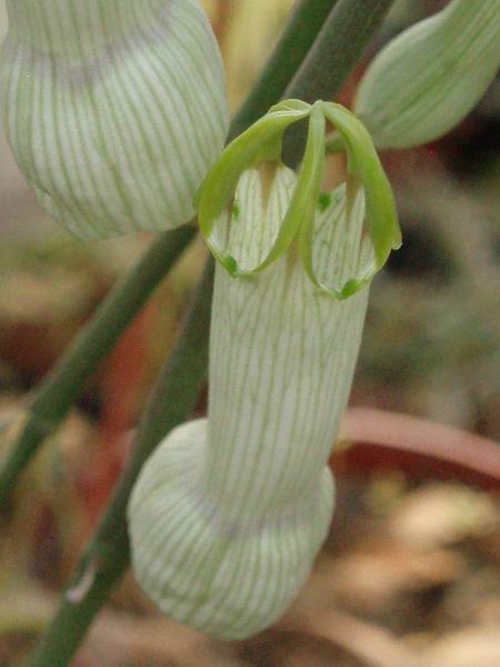 Ceropegia ampliata 