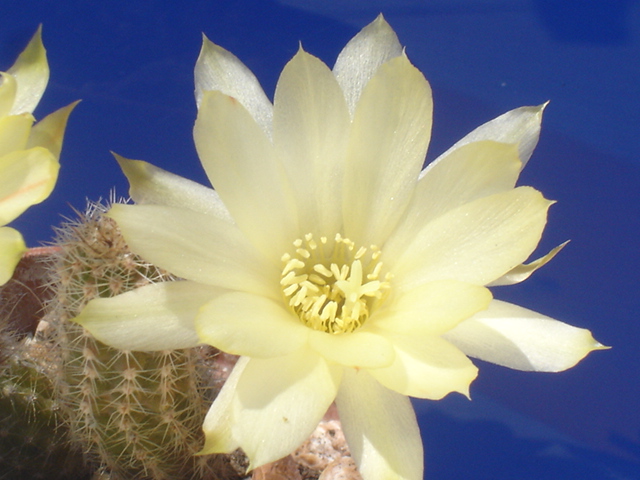 Chamaecereus cv. papagei 