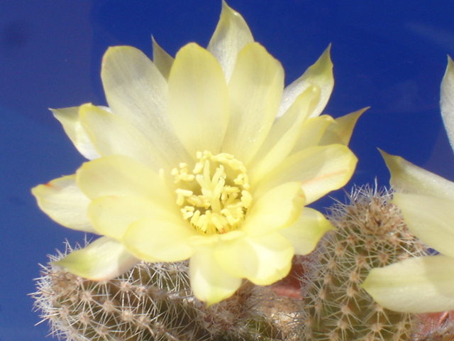 Chamaecereus cv. papagei 