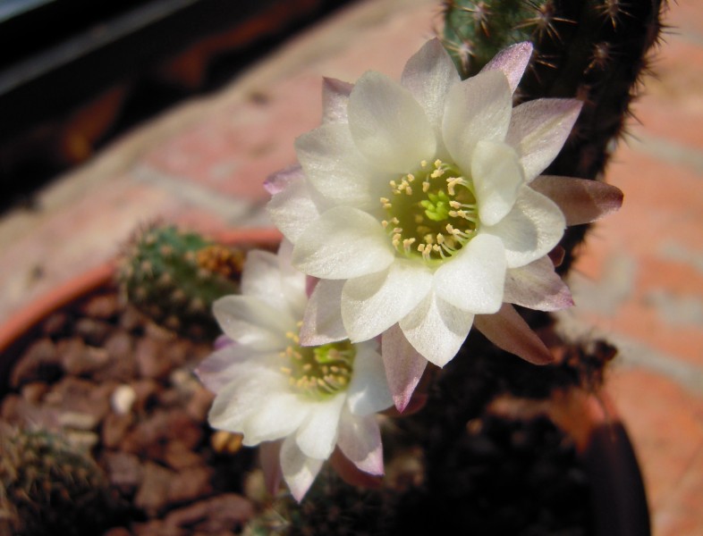 Chamaecereus albiflorus 