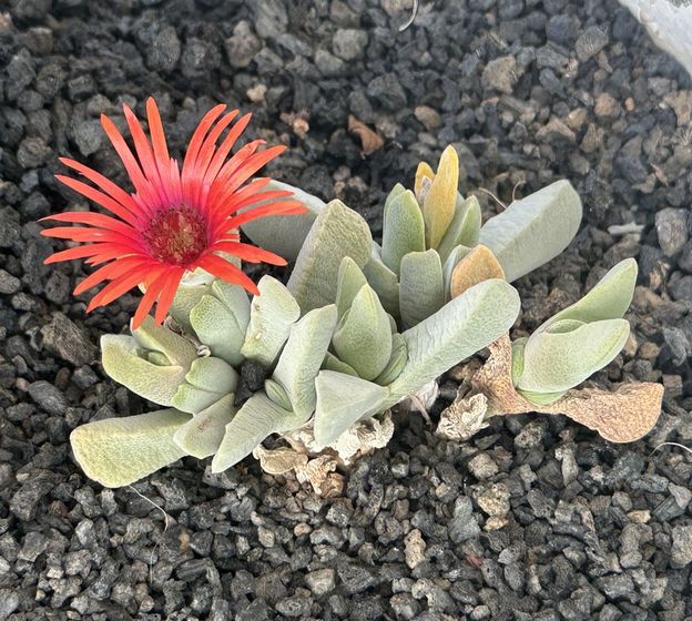 cheiridopsis purpurea