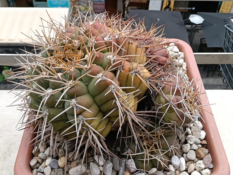 Gymnocalycium chiquitanum 