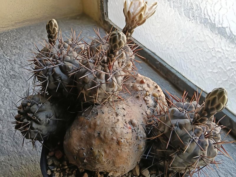 Gymnocalycium chubutense 