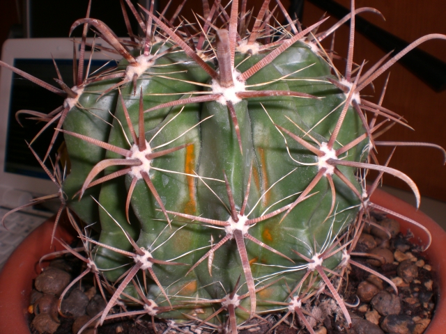 Cactofili - Forum di cactus e succulente :: Leggi argomento - Aiuto! Urge  diagnosi!!!!