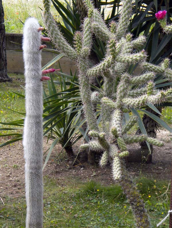 Cleistocactus strausii 