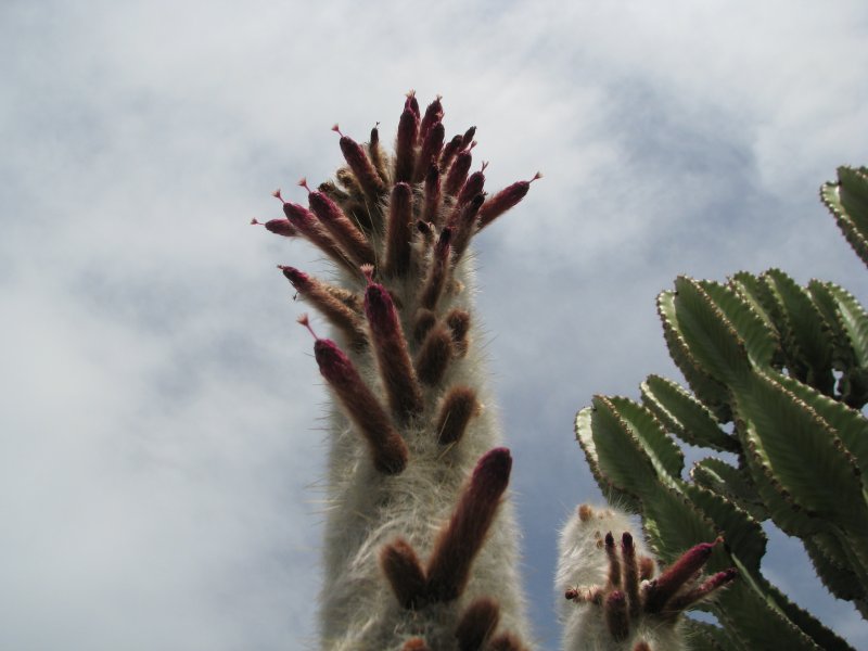 Cleistocactus strausii 