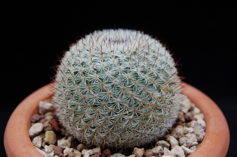 Mammillaria collina P 338