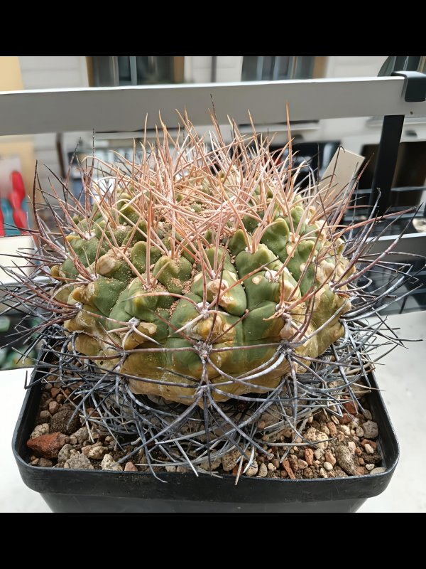 gymnocalycium coloradense